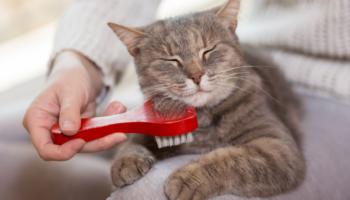 Los gatos no quieren dominar al mundo #Niñonautas con Kirén Miret