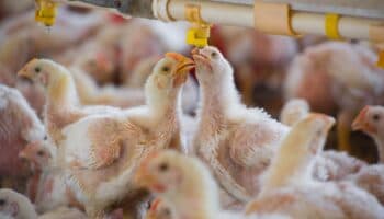 Virus de la gripe aviar H5N1 se transmite entre mamíferos desde leche de vaca infectada: estudio