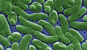 Descubren una superfamilia de proteínas que permite tratar infecciones bacterianas