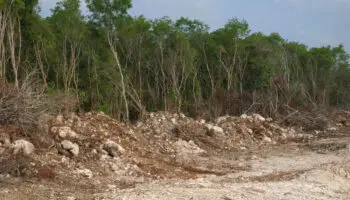 Estados Unidos da apoyo a México para Selva Maya vía USAID