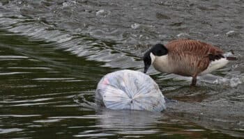 Semarnat presenta nueva ley ambiental para prevenir y reparar daños