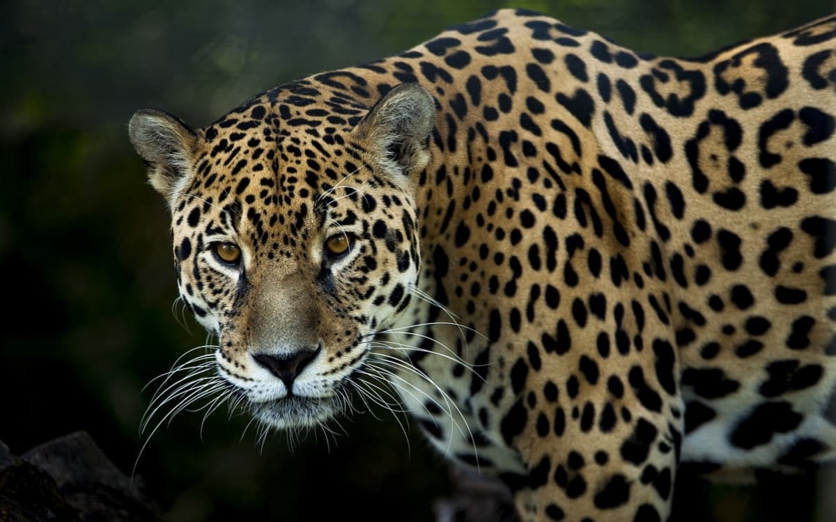 IA y algoritmos para la conservación: Protegiendo a los jaguares de Yucatán