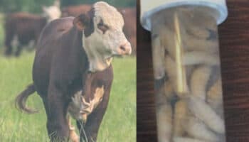 Gusano Barrenador: un parásito sacado de una pesadilla | Video