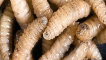 Ganaderos esperan nuevo protocolo contra gusano barrenador para reactivar exportaciones a EU