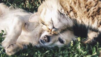 Reforma constitucional que prohíbe maltrato de animales es un 'acto de justicia': Igualdad Animal