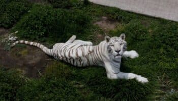 Gripe aviar mata a 20 felinos en santuario de Washington