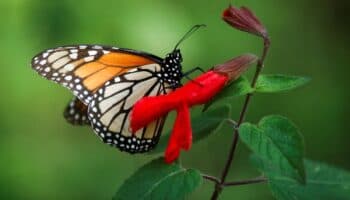 EU busca declarar a la mariposa monarca como especie amenazada