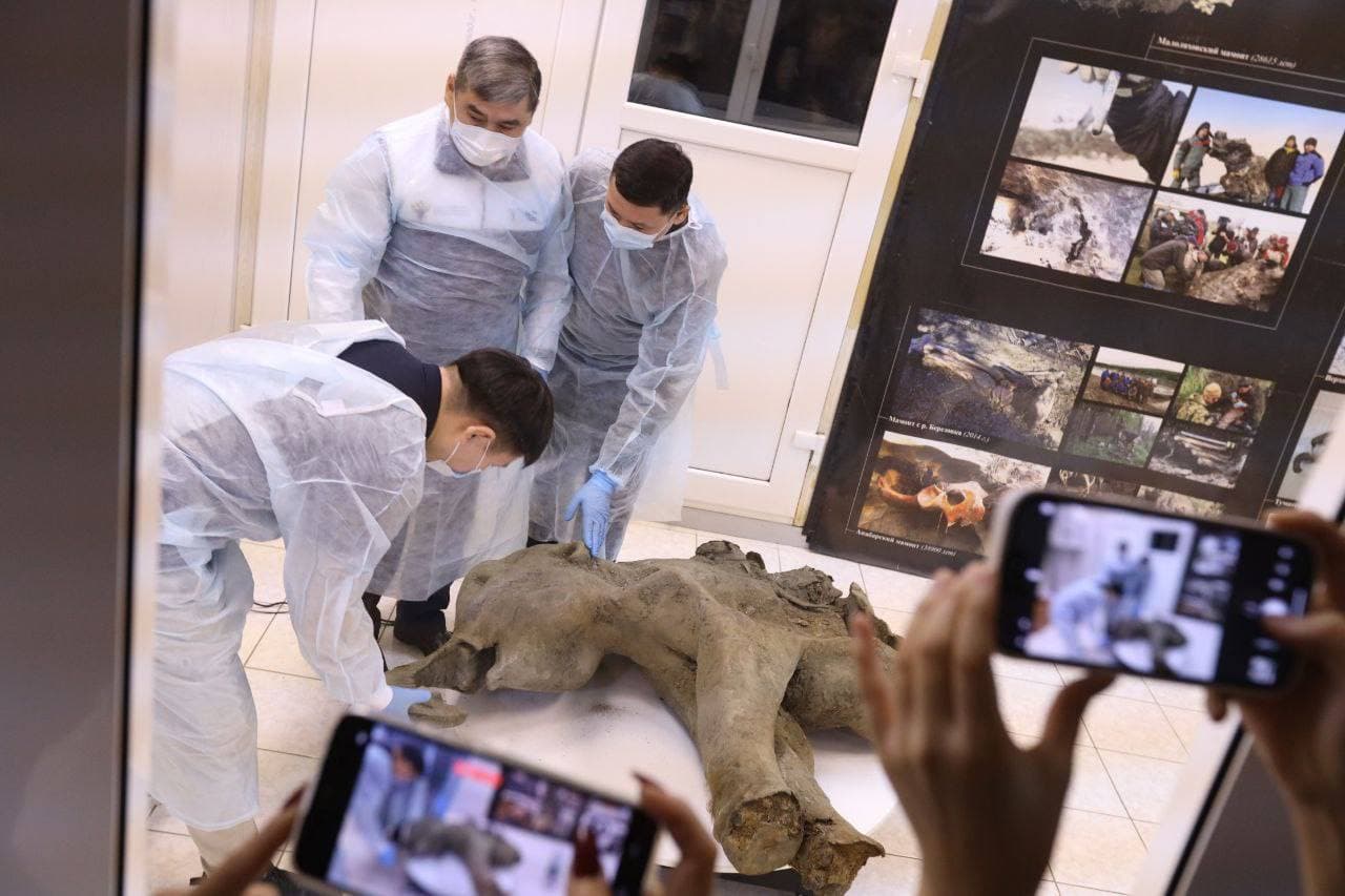 Universidad rusa presenta bebé mamut excepcionalmente conservado
