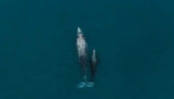 Arranque de avistamientos de ballena gris en la Reserva El Vizcaíno podría mostrar disminución