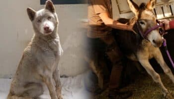 Videos y fotos | Perros, cabras, ovejas, burros, gatos, conejos… las otras víctimas por los incendios en Los Ángeles