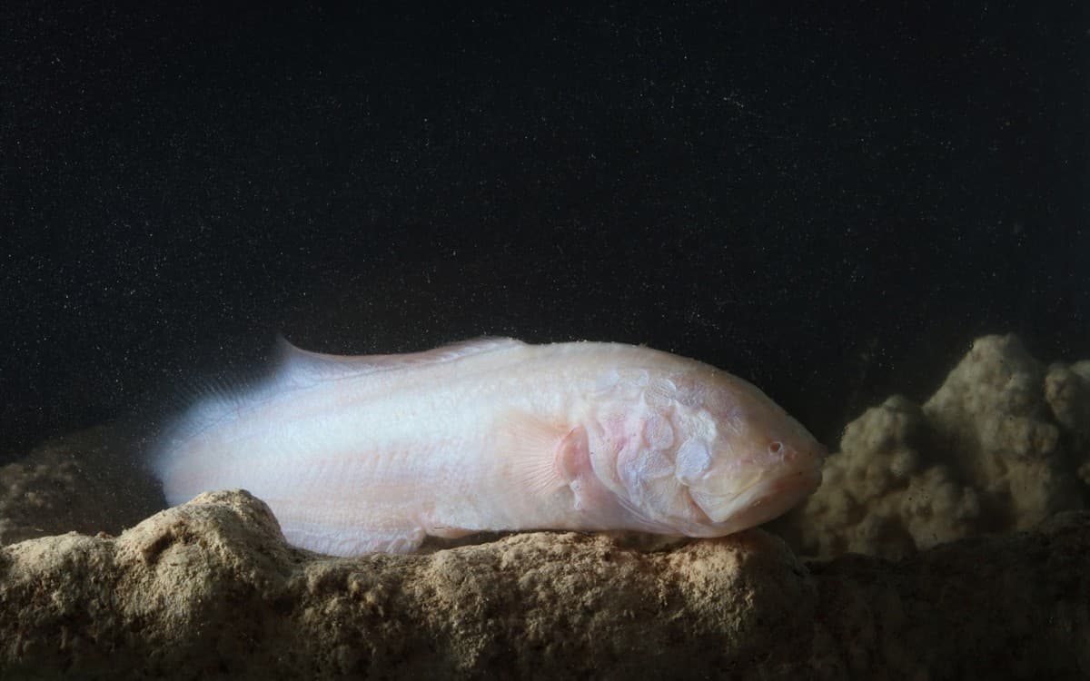 ¡La fantasmagórica dama blanca aparece en el centro de la península! | Artículo de Carlos Galindo