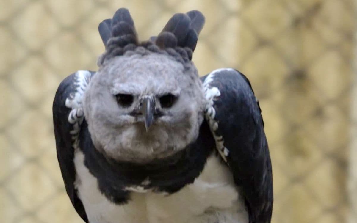 Reaparece en Chiapas el águila arpía, especie que se creía extinta