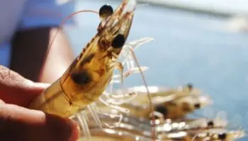 ¿Por qué a los camarones les cortan un ojo en las granjas?