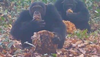 Filman a chimpancés salvajes compartir fruta con alcohol: ¿El origen evolutivo del brindis humano?