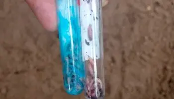 México suma 135 casos de gusano barrenador en humanos