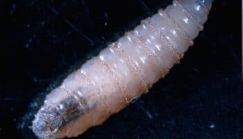 Sin 'impacto sensible' por gusano barrenador, pero sí crea 'dificultades' económicas: Ebrard