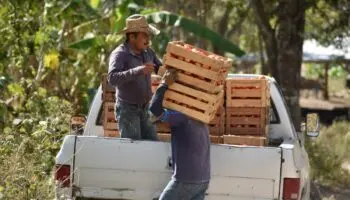 Extorsión eleva precios de algunos alimentos hasta 20 por ciento: Consejo Nacional Agropecuario