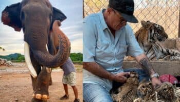 Videos | Elefantes, leones y más de 700 animales se van de Culiacán por la violencia; Santuario Ostok cierra sus puertas