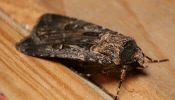 Las polillas Bogong usan las constelaciones y la Vía Láctea para guiarse y viajar de noche