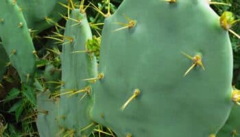 ¿Sabes limpiar nopales? Habrá concurso con premio de 10 mil pesos el sábado