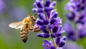 Alicia Bárcena explica cómo se controlará la muerte masiva de abejas en México | Video
