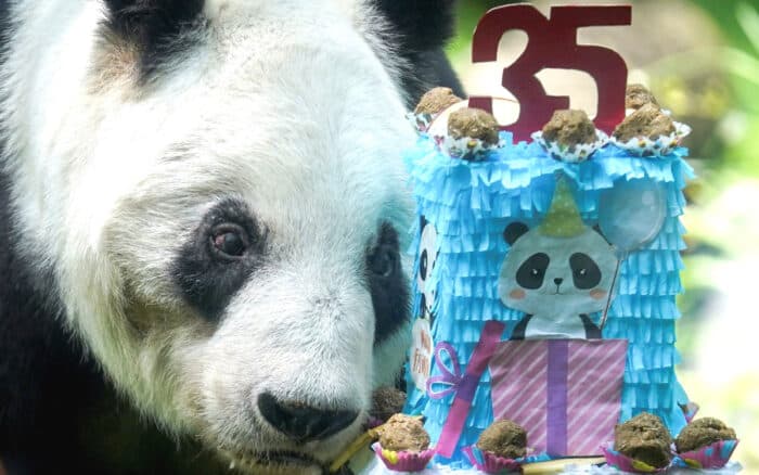 Panda Xin Xin celebra sus 35 años