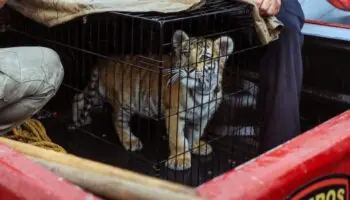 Edomex | Rescatan cachorro de tigre de bengala en taqueria de Naucalpan
