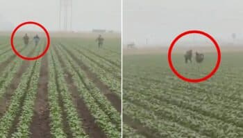 Videos | Redadas llegan al campo californiano con agentes de ICE persiguiendo a migrantes entre los cultivos