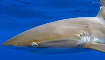 Día Mundial de los Tiburones: científicos se unen para descifrar sus rutas migratorias y protegerlos alrededor del mundo | Mongabay