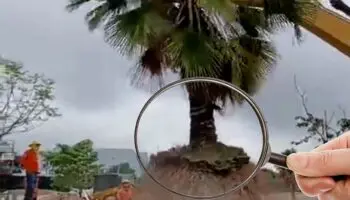 Gobierno de Nayarit arrancó 196 árboles que están a punto de morir: arborista