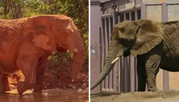 Argentina libera a su última elefanta en cautiverio, mientras en México celebran encierro de Ely