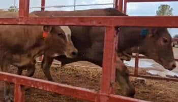 Reabre exportación de ganado a EU; gusano barrenador está en el sur, dice gobierno