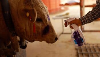 Es injustificable el cierre de la frontera al ganado mexicano: UGRCh