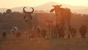 Gusano barrenador llega a zona de amortiguamiento de la biósfera de la selva El Ocote, en Chiapas