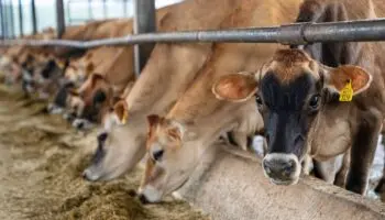 CNA busca agilizar exportación de ganado a Estados Unidos