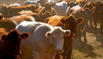 México busca extender emergencia por plaga de gusano barrenador del ganado a todo el país