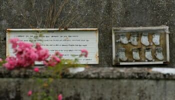 Escándalo en Iglesia irlandesa: Inician excavación de fosa común con casi 800 bebés