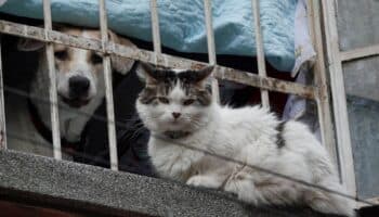 Esterilización de perros y gatos en CDMX: jornada en el Parque Ecológico