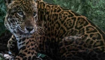 Un refugio para Prince: la historia del rescate de un jaguar que no podrá regresar a la selva en Perú | Mongabay