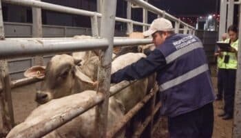 Disminuye 28% el gusano barrenador en México gracias a plan conjunto con EE.UU.