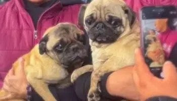 Rescatan a pugs de criadero clandestino en Naucalpan