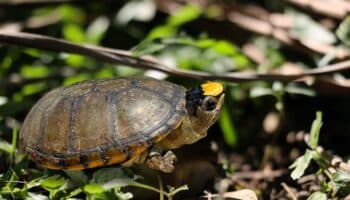 Zoológico de Guadalajara reproduce en cautiverio a la tortuga más pequeña del mundo