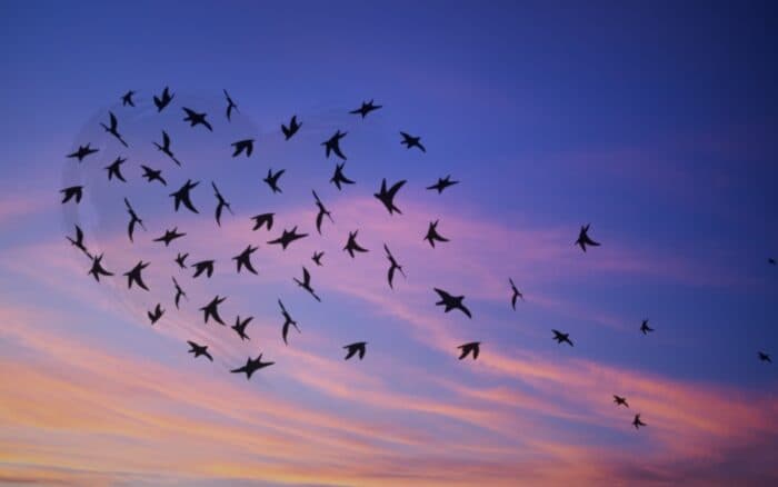 Perú rescata unas 500 aves silvestres que iban a ser comercializadas ilegalmente