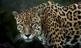 América se une por el jaguar: 18 países acuerdan plan de acción para proteger al felino