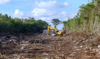 En nombre del desarrollo se aprueba un ecocidio en Yucatán: Greenpeace México | Video