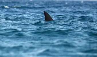 Prohibido el comercio mundial de mantarraya, tiburón ballena y tiburón oceánico