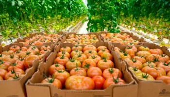 México actualiza precios mínimos de exportación del tomate fresco
