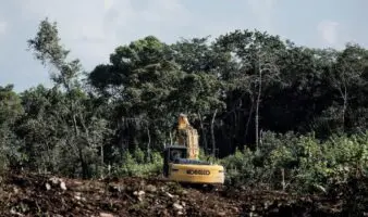 Semanart se está convirtiendo en el aval de la devastación: Greenpeace México