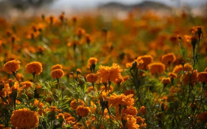 Día de Muertos | Cempasúchil: la flor guía de los difuntos