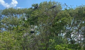 La desinformación, un peligro para el periodismo ambiental en México | Causa Natura Media